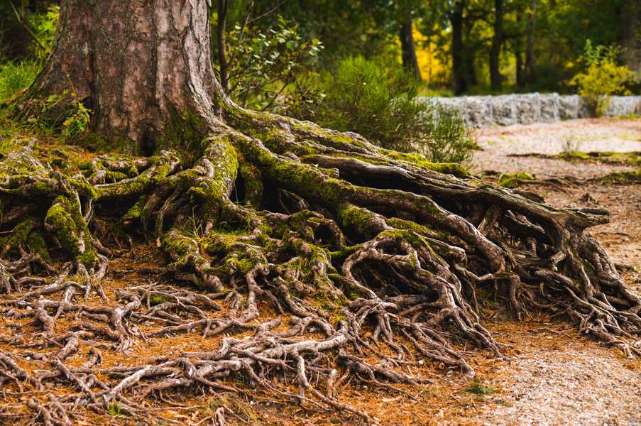 family tree roots